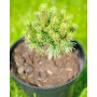 Сосна гірська Мінікін (Pinus mugo Minikin) 30 см, С5