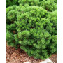 Сосна гірська Мінікін (Pinus mugo Minikin) 30 см, С5