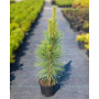 Сосна чорна Молете (Pinus nigra Molette) 60 см, С5