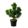 Сосна білокора Нана (Pinus leucodermis Nana) 50 см, С5 