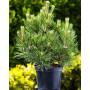 Сосна білокора Нана (Pinus leucodermis Nana) 50 см, С5 