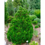 Сосна білокора Нана (Pinus leucodermis Nana) 50 см, С5 