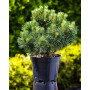 Сосна чорна Нана (Pinus mugo Litomysl) 40 см, С5