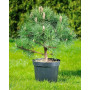 Сосна чорна Нана (Pinus mugo Litomysl) 40 см, С5