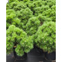 Сосна чорна Нана (Pinus mugo Litomysl) 40 см, С5