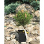 Сосна чорна Нана (Pinus mugo Litomysl) 40 см, С5