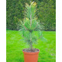 Сосна тунберга Огон (Pinus thunbergii Ogon) 50 см, С5  
