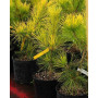 Сосна тунберга Огон (Pinus thunbergii Ogon) 50 см, С5  