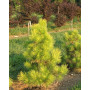 Сосна тунберга Огон (Pinus thunbergii Ogon) 50 см, С5  