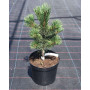 Сосна гірська Поль Малетер (Pinus mugo Pal Maleter) 100 см, С20