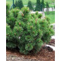 Сосна гірська Пуміліо (Pinus mugo Pumilio) 30 см, С5