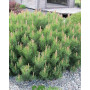 Сосна гірська Пуміліо (Pinus mugo Pumilio) 30 см, С5