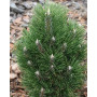 Сосна чорна Річард  (Pinus nigra Richard) 50 см, С5 