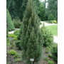 Сосна чорна Річард  (Pinus nigra Richard) 50 см, С5 