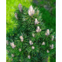 Сосна чорна Річард  (Pinus nigra Richard) 50 см, С5 