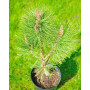 Сосна чорна Ронделло (Pinus nigra Rondello) 120 см, С10