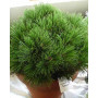 Сосна білокора Шмідта (Pinus leucodermis Shmidtii) 10 см, С5