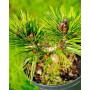 Сосна білокора Шмідта (Pinus leucodermis Shmidtii) 10 см, С5