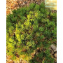 Сосна білокора Шмідта (Pinus leucodermis Shmidtii) 10 см, С5