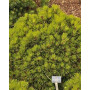 Сосна білокора Шмідта (Pinus leucodermis Shmidtii) 10 см, С5