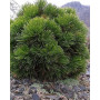 Сосна білокора Шмідта (Pinus leucodermis Shmidtii) 10 см, С5