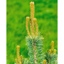 Сосна дрібноквіткова Шизукаготен (Pinus parviflora Shizukagoten) 40 см, С5