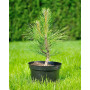Сосна чорна Спілберг (Pinus nigra Spielberg) 80 см, С20