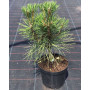Сосна чорна Спілберг (Pinus nigra Spielberg) 80 см, С20