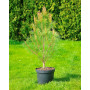 Сосна рясноквіткова Таньяшо Компакта (Pinus densiflora Tanjosho Compacta) 60 см, С5 
