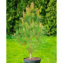 Сосна рясноквіткова Таньяшо Компакта (Pinus densiflora Tanjosho Compacta) 60 см, С5 