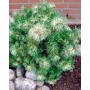 Сосна дрібноквіткова Таніма но Юкі (Pinus parviflora Tanima-no-yuki)