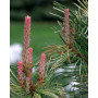 Сосна дрібноквіткова Таніма но Юкі (Pinus parviflora Tanima-no-yuki)
