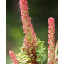 Сосна дрібноквіткова Таніма но Юкі (Pinus parviflora Tanima-no-yuki)