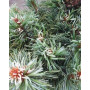 Сосна дрібноквіткова Таніма но Юкі (Pinus parviflora Tanima-no-yuki)