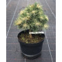 Сосна дрібноквіткова Таніма но Юкі (Pinus parviflora Tanima-no-yuki)