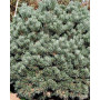 Сосна звичайна Ватерері (Pinus Sylvestris Watereri) 50 см, С5