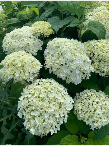 Купити або замовити Гортензія