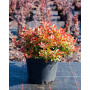 Барбарис Тунберга "Адмірейшн" ( Berberis thunbergii "Admiration") 40 см, С5
