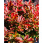 Барбарис Тунберга "Адмірейшн" ( Berberis thunbergii "Admiration") 40 см, С5