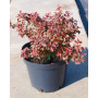 Барбарис Тунберга "Адмірейшн" ( Berberis thunbergii "Admiration") 40 см, С5