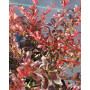 Барбарис Тунберга "Атропурпуреа Нана" (Berberis thunbergii "Atropurpurea Nana") 40 см, С5