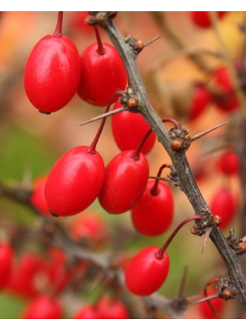 Купити або замовити Барбариси