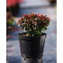 Барбарис Тунберга "Багатель" (Berberis Thunbergii "Bagatelle") 30 см, С2