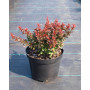 Барбарис Тунберга "Багатель" (Berberis Thunbergii "Bagatelle") 30 см, С2