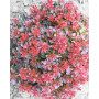 Барбарис Тунберга "Багатель" (Berberis Thunbergii "Bagatelle") 30 см, С2