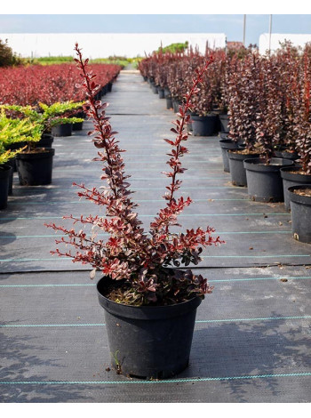 Купити або замовити Барбариси