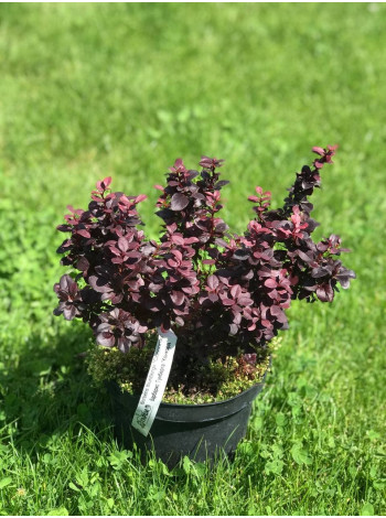 Купити або замовити Барбариси