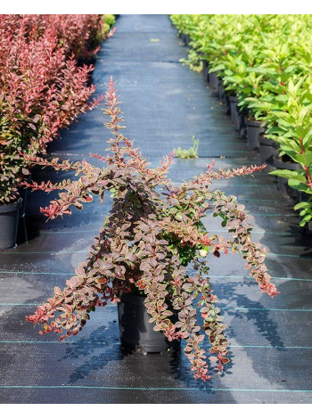 Купити або замовити Барбариси