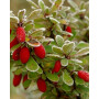 Барбарис Тунберга Еректа (Berberis thunbergii Erecta) 75 см, С10