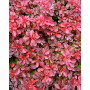 Барбарис Тунберга "Файер Болл" (Berberis thunbergii "Fireball") 50 см, С5